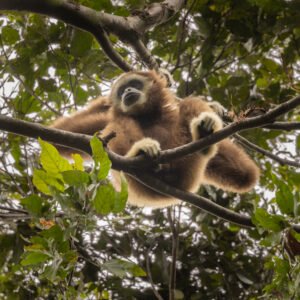 Photography Expedition – North Sumatra with RAW Conservation & Peter Fogarty - 18 – 27 May 2026