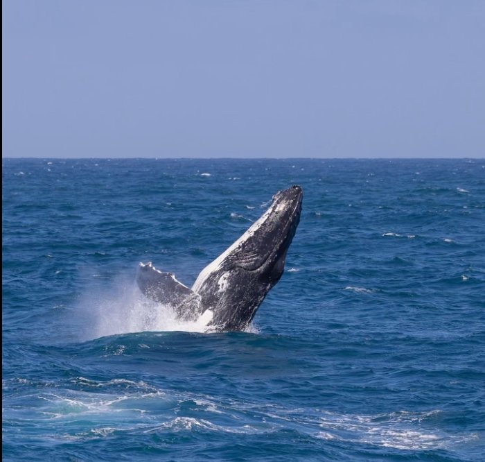 Humpback wale breaching