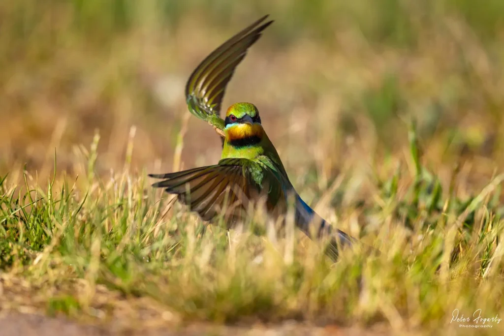 A Rainbow Bee-eater on the ground with wings raised mid-motion, showing vibrant green, yellow, and orange plumage against soft, grassy surroundings.