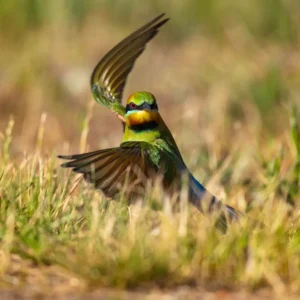 A Rainbow Bee-eater on the ground with wings raised mid-motion, showing vibrant green, yellow, and orange plumage against soft, grassy surroundings.