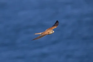 Brown falcon gliding in flight above the ocean near Phillip Island
