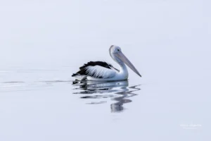 Australian pelican gliding on still water reflecting its image at Phillip Island