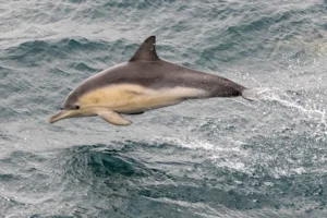 Dolphin leaping through the waves off the coast of Phillip Island