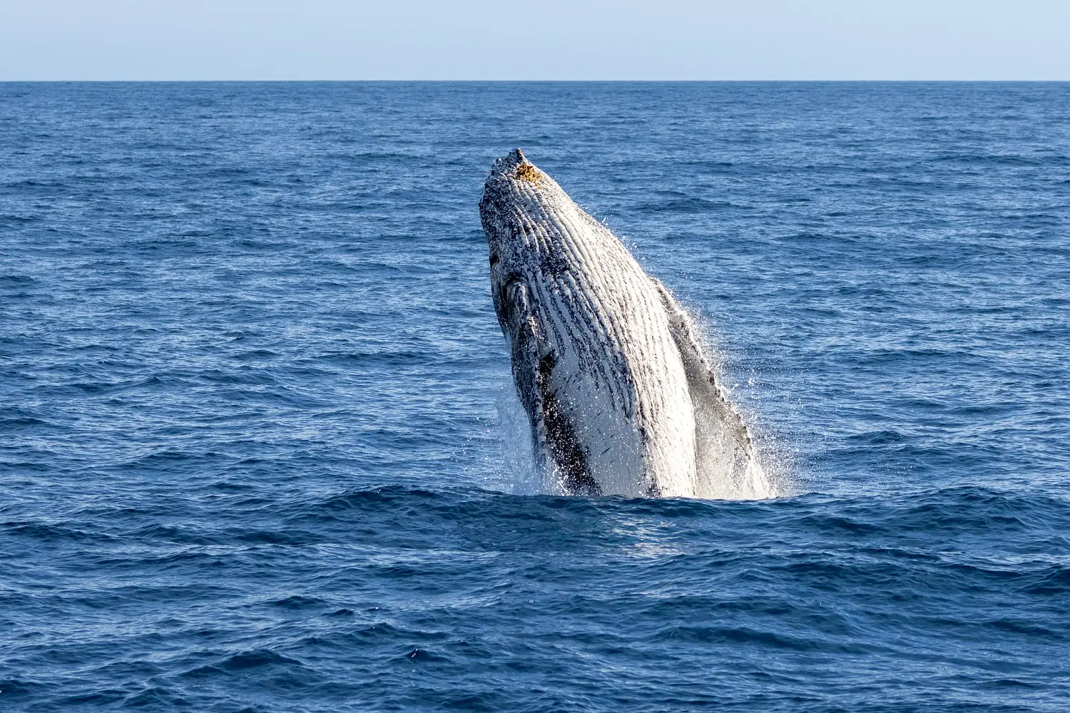 Humpback whale breaching off the coast of Phillip Island