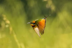 A Rainbow Bee-eater captured in mid-flight with wings spread, displaying vivid orange and green feathers against a smooth green background.
