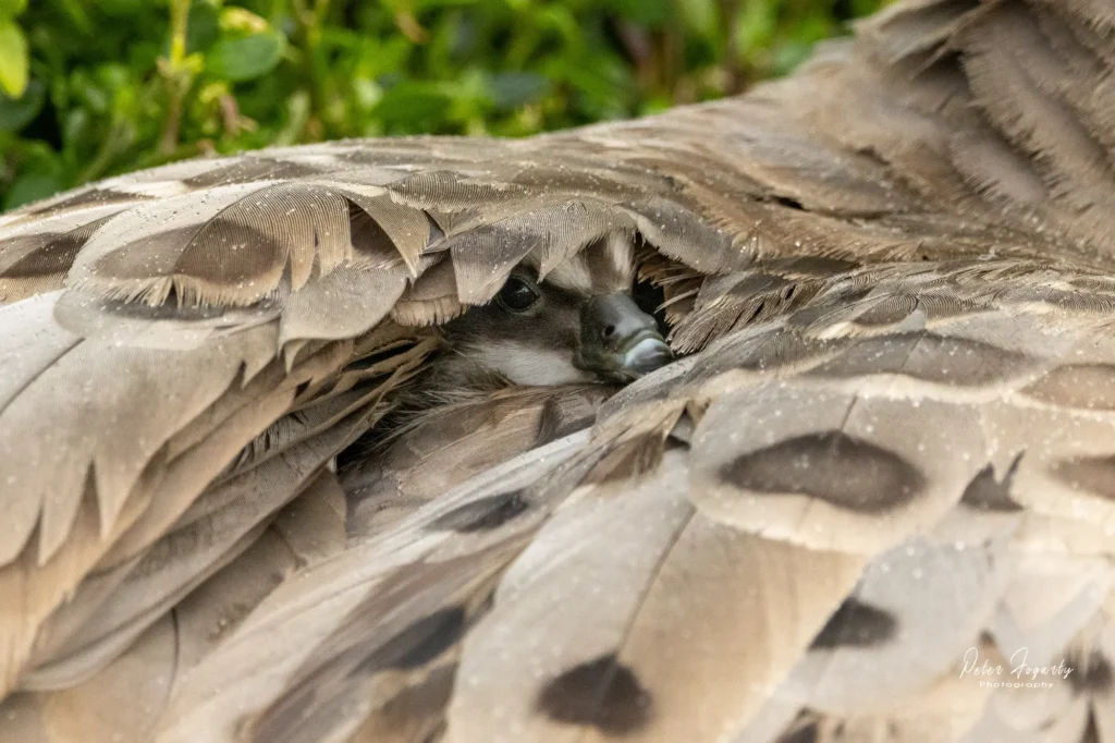 Cape Barren Goose gosling sheltering beneath its mother’s wing during rain at Swan Lake, Phillip Island, Victoria.